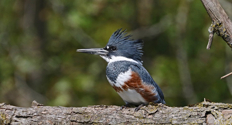 Belted Kingfisher