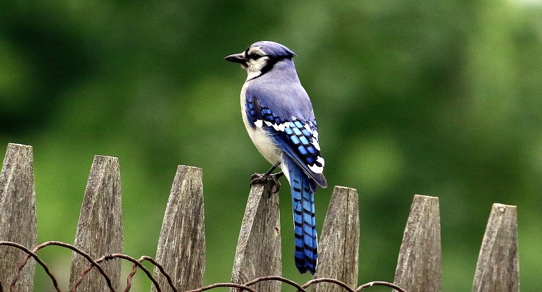 Northern Blue Jay