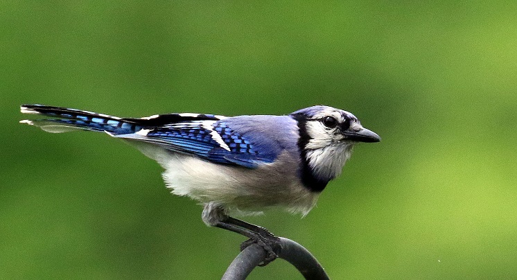 Northern Blue Jay