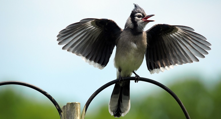 Photograph, Blue Jay fledgling begs for food