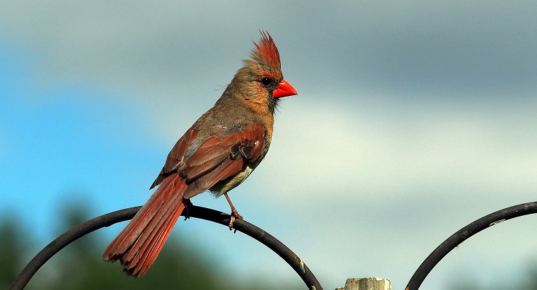 Northern Cardinal