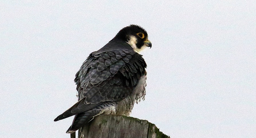 Peregrine Falcon Peregrine Falcon