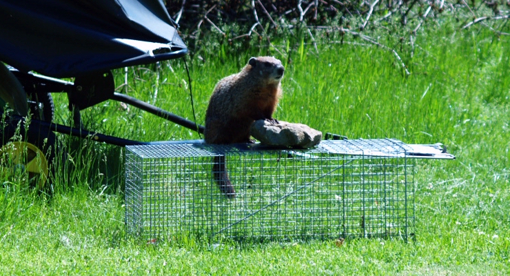 How To Trap A Groundhog Video - How to Trap a Groundhog: 12 Steps (with